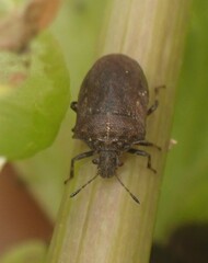 Amaurochrous cinctipes