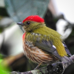 Machaeropterus striolatus