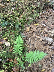 Pelazoneuron kunthii