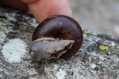 Helminthoglypta sequoicola