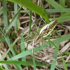 Peucetia rubrolineata