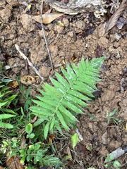 Pelazoneuron kunthii