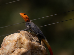 Agama planiceps