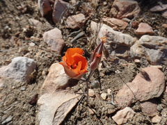 Calochortus kennedyi