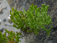 Senecio bahioides