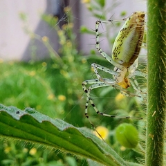 Peucetia rubrolineata