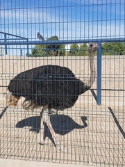 Struthioniformes