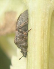 Amaurochrous cinctipes