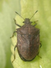 Amaurochrous cinctipes