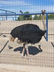 Struthioniformes