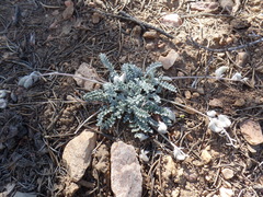 Astragalus leucolobus