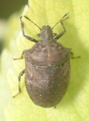 Amaurochrous cinctipes