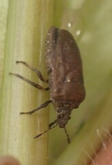 Amaurochrous cinctipes