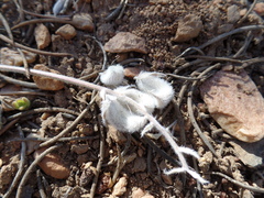 Astragalus leucolobus