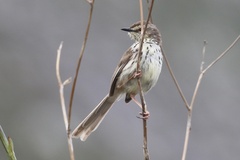 Prinia maculosa