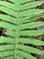 Pelazoneuron kunthii