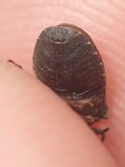 Amaurochrous cinctipes