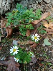 Tanacetum parthenium