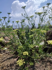 Petroselinum crispum