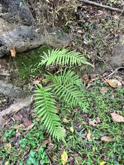 Pelazoneuron kunthii