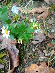 Tanacetum parthenium