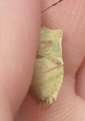 Euschistus variolarius