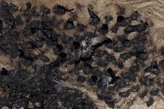 Aerodramus maximus lowi