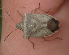 Euschistus variolarius