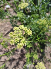 Petroselinum crispum