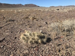 Opuntia polyacantha erinacea