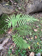 Pelazoneuron kunthii