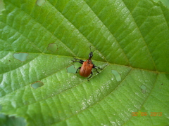 Apoderus coryli