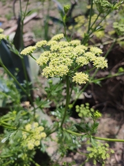 Petroselinum crispum