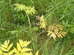 Angelica atropurpurea