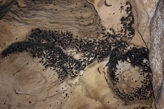 Aerodramus maximus lowi