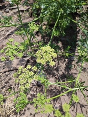 Petroselinum crispum