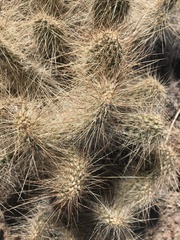 Opuntia polyacantha erinacea