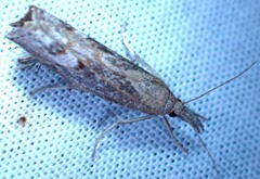 Neodactria luteolellus