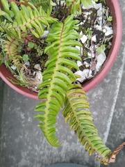 Nephrolepis cordifolia