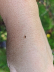 Curculionoidea