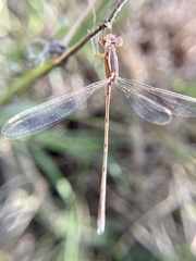 Lestes alacer