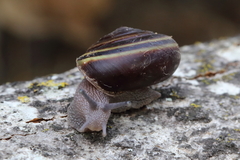 Helminthoglypta sequoicola