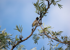 Pycnonotus nigricans