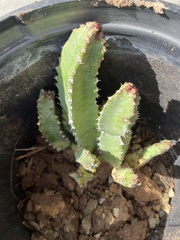 Euphorbia resinifera