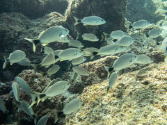 Haemulon maculicauda