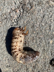 Dynastes tityus