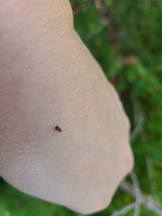 Curculionoidea