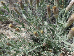 Brickellia oblongifolia