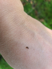 Curculionoidea
