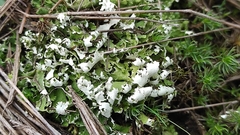 Cladonia foliacea